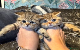 British Shorthair cats for sale: Stunning Golden kittens  - Image 9