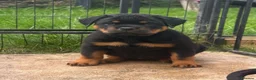Rottweiler dogs for sale: ⭐️ Outstanding Rottweiler Puppies ⭐️ - Advert 16