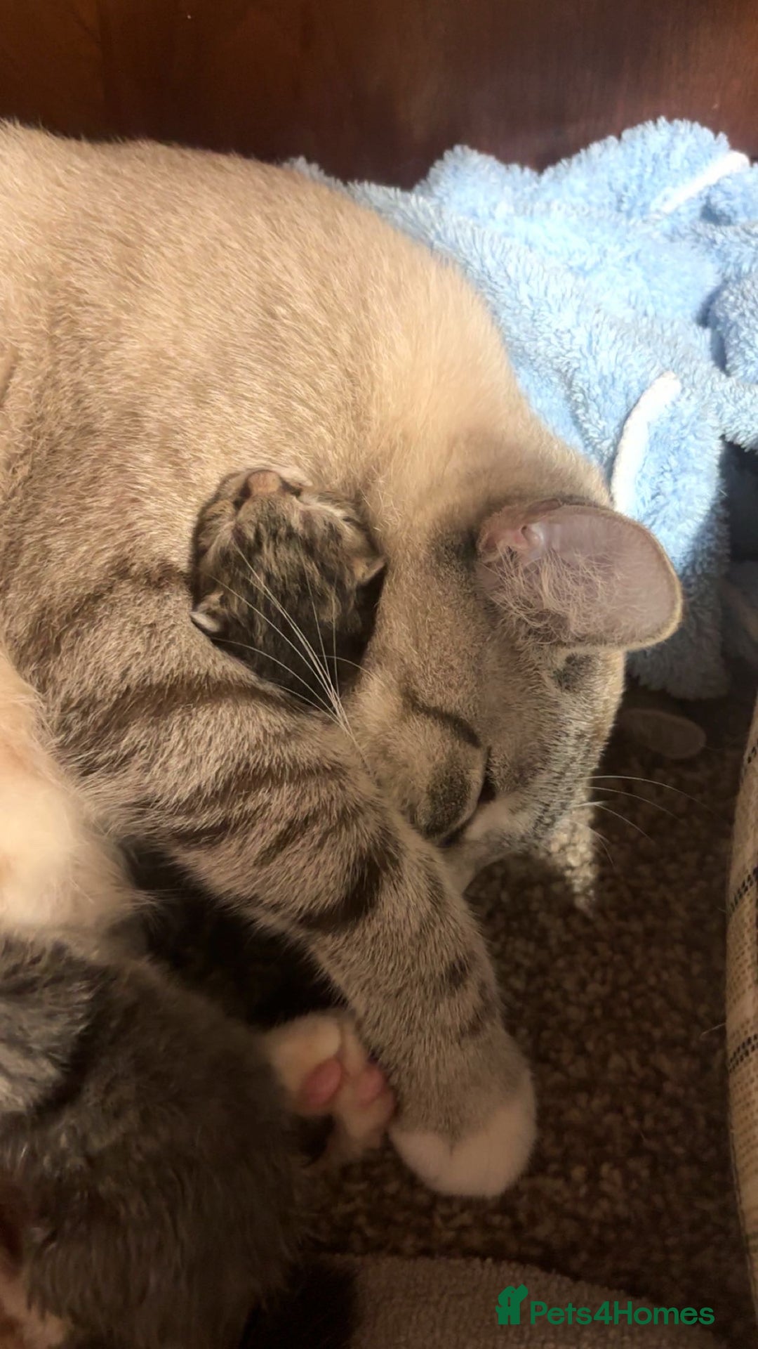 British Shorthair cats for sale: Playful kittens 🐱 - Advert 6