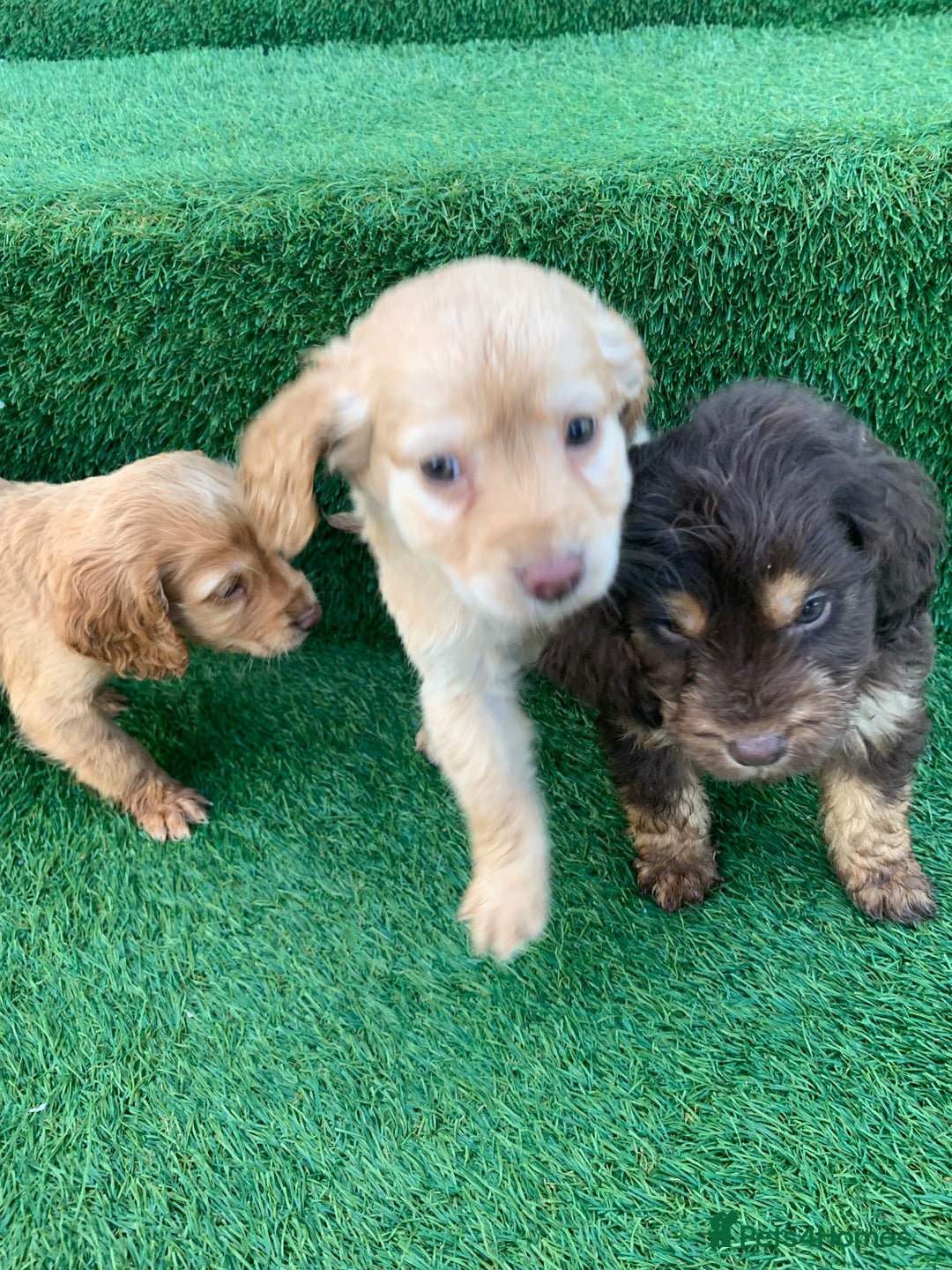 Cockapoo dogs for sale: Cockerpoo puppies  - Advert 11