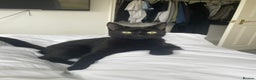 Mixed Breed cats for sale: Female black cat for sale - Advert 4
