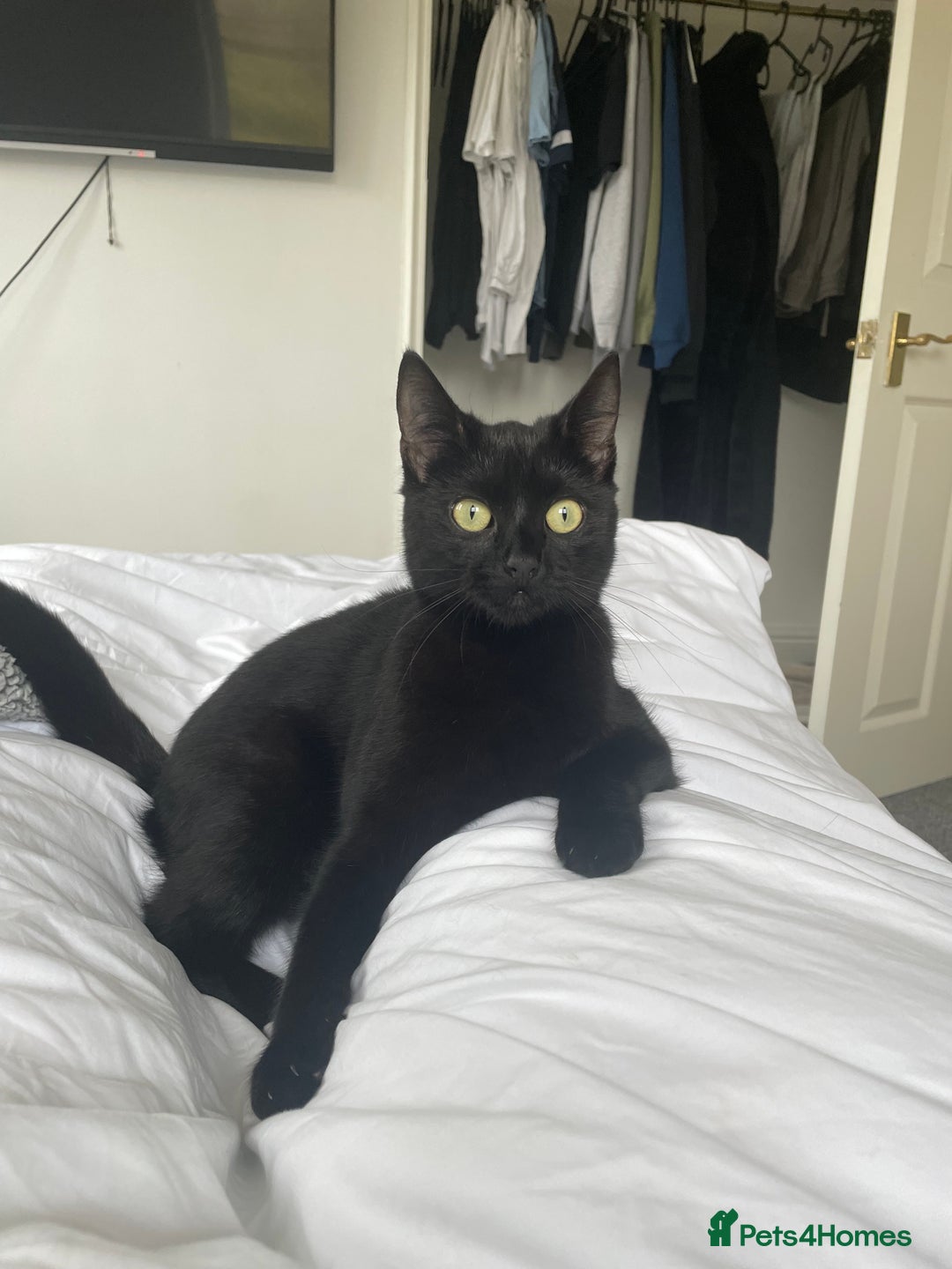 Mixed Breed cats for sale: Female black cat for sale - Advert 4