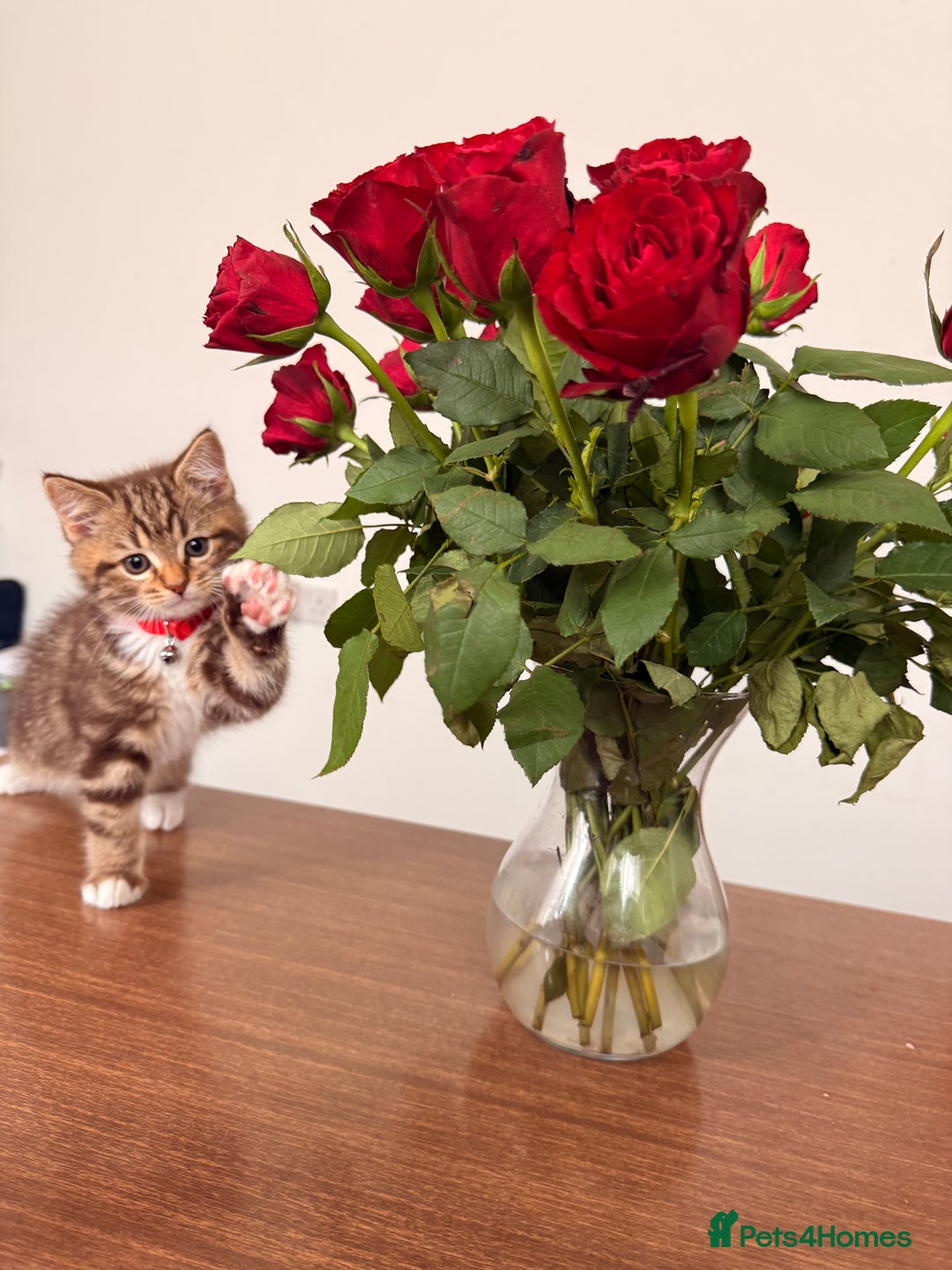 British Shorthair cats for sale: Beautiful British short Hair x Maine Coon mix  - Advert 1