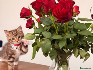 British Shorthair cats Beautiful British short Hair x Maine Coon mix - Advert 1