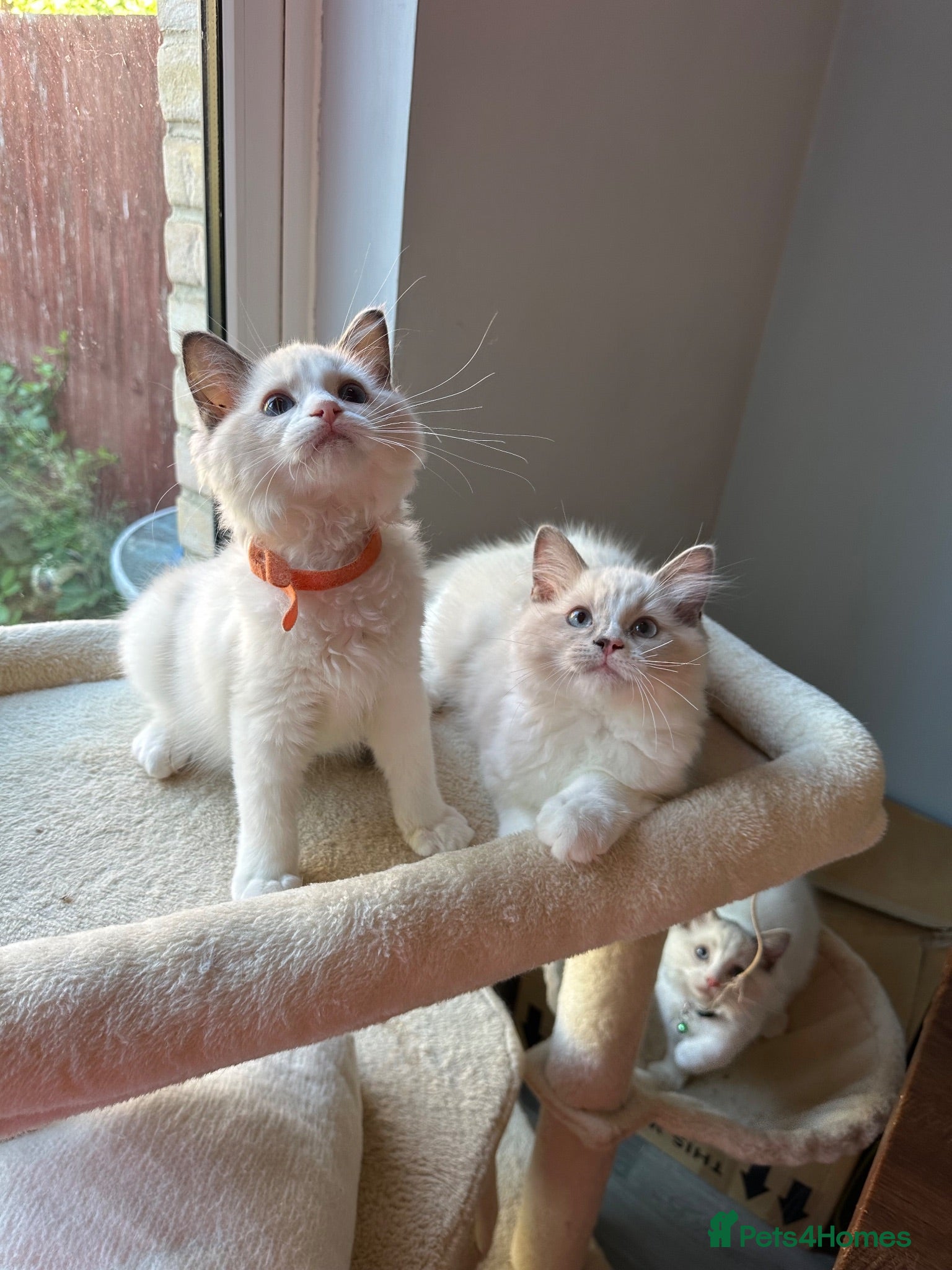 Ragdoll cats  TICA Quality Beautiful ragdoll kittens 😻🌟 - Advert 8