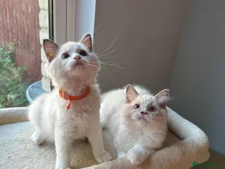 Ragdoll cats TICA Quality Beautiful ragdoll kittens 😻🌟 - Advert 8