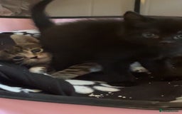 Bengal cats for sale: Beautiful kittens💕 - Advert 8