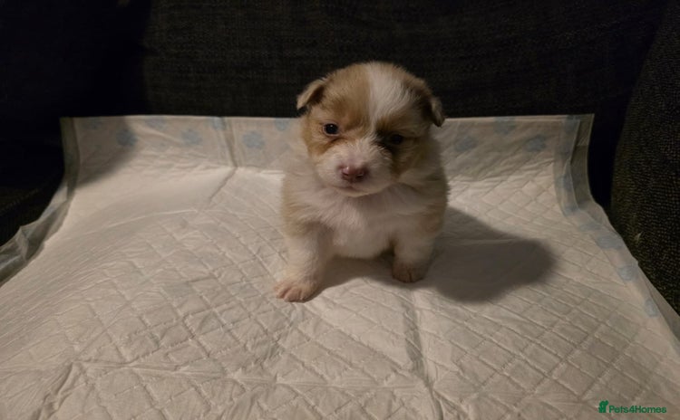 Australian Shepherd dogs Champion kc registerd pups - Advert 3