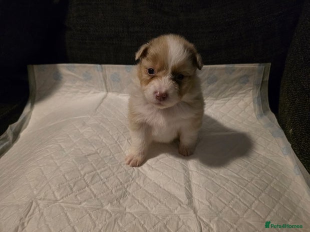 Australian Shepherd dogs Champion kc registerd pups - Advert 3