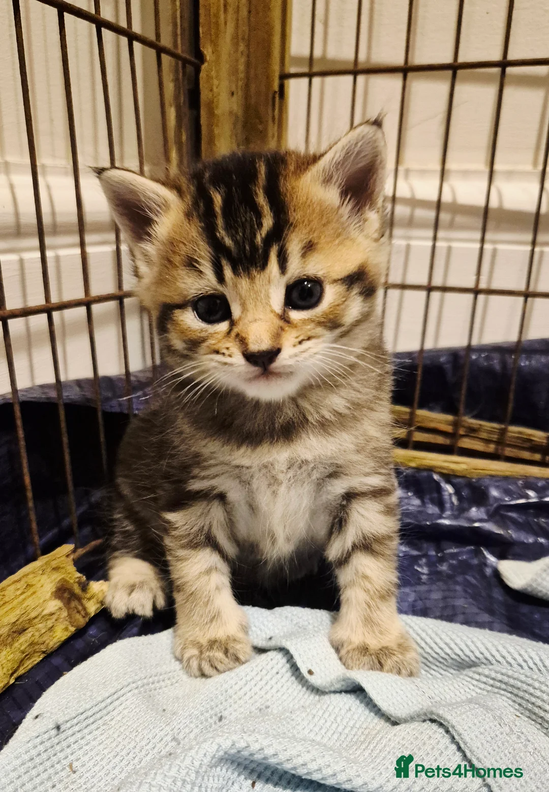 Mixed Breed cats for sale: Barn/House Kittens for Sale  - Advert 9