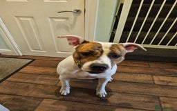 American Bulldog dogs for sale: American Bulldog/staffy - Image 3