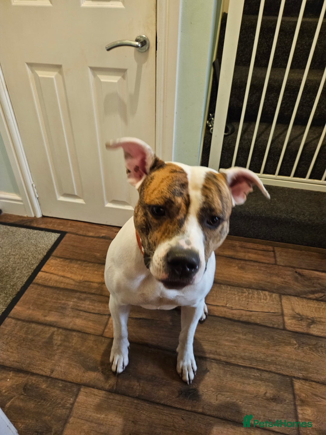 American Bulldog dogs for sale: American Bulldog/staffy - Image 3