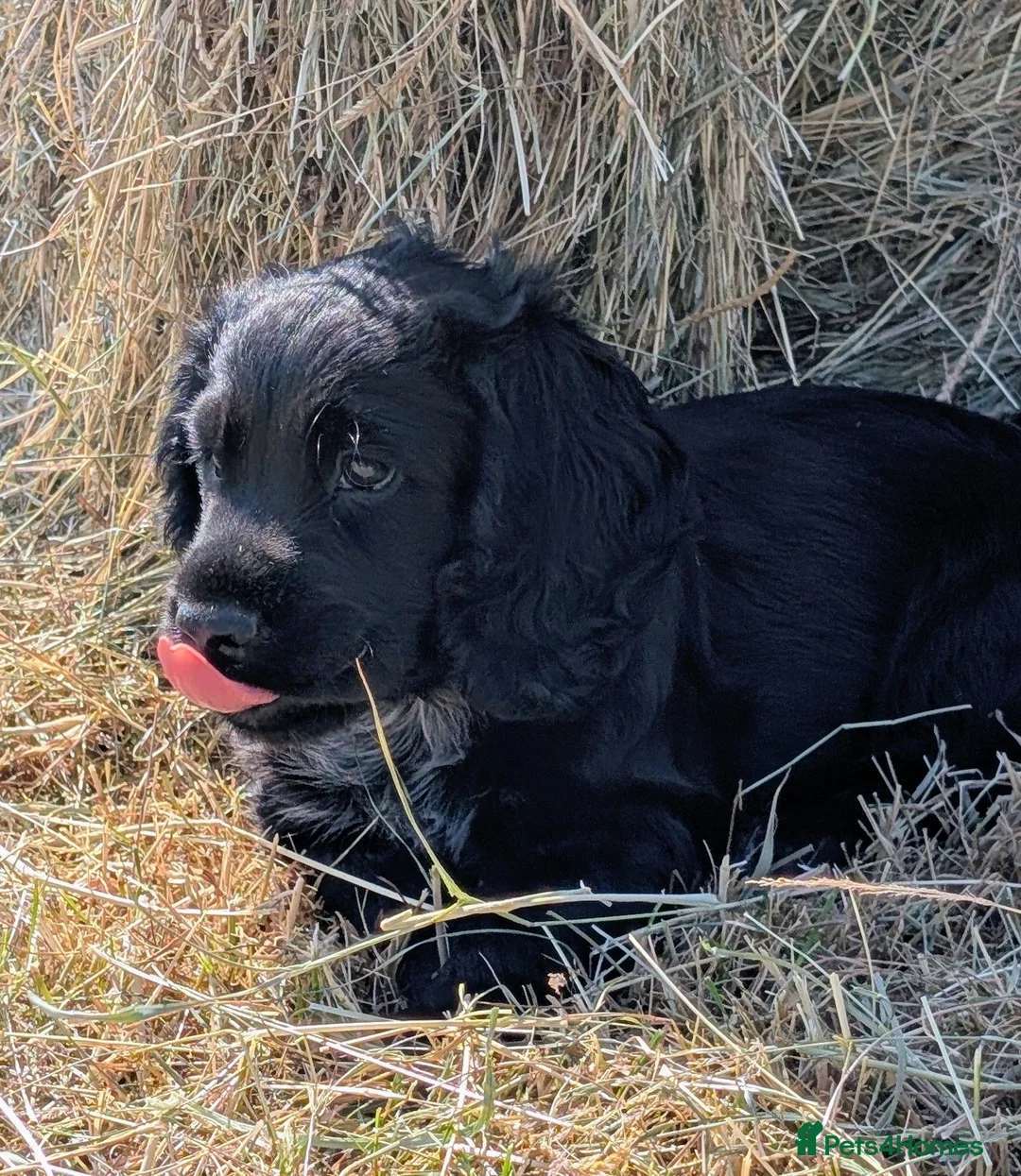 Cocker Spaniel dogs for sale: Ready now, black male pedigree cocker spaniel pup - Advert 2