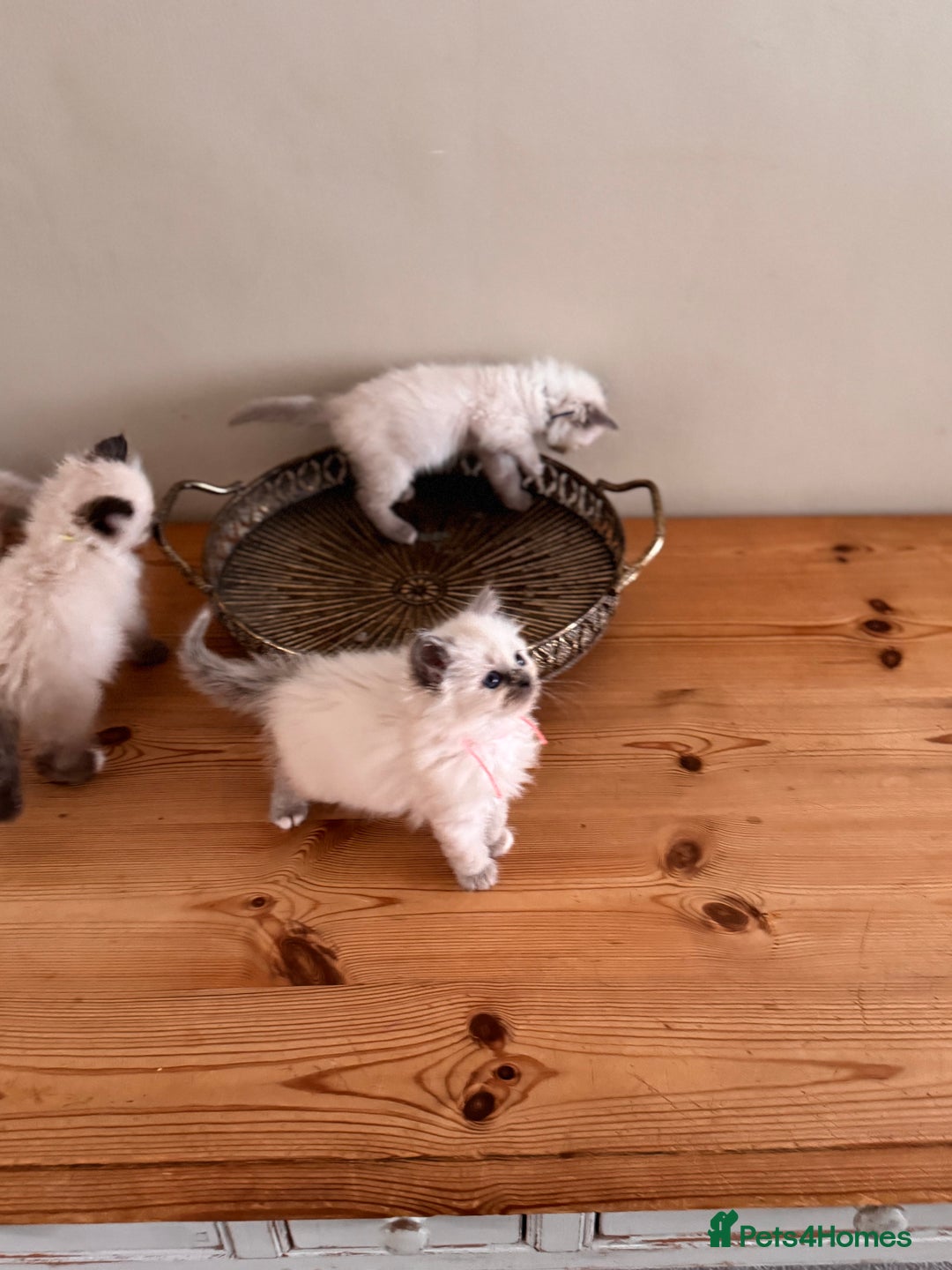 Birman cats for sale: Beautiful Birman Kittens - Image 6