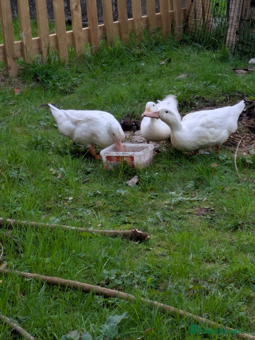 Ducks poultry for sale: 3 cherry valley ducks all female - Image 2