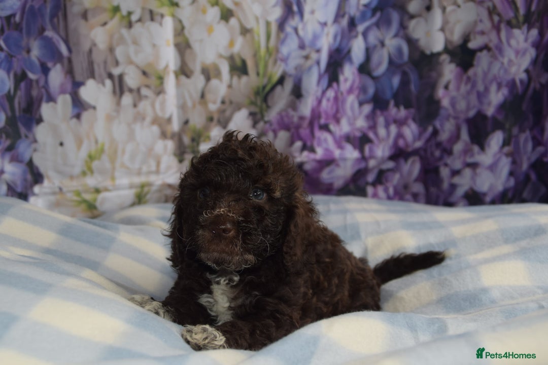 Cockapoo dogs for sale: sable & phantom & tri colour cockapoo puppies  - Image 2