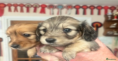 Miniature Dachshund dogs - Advert 6