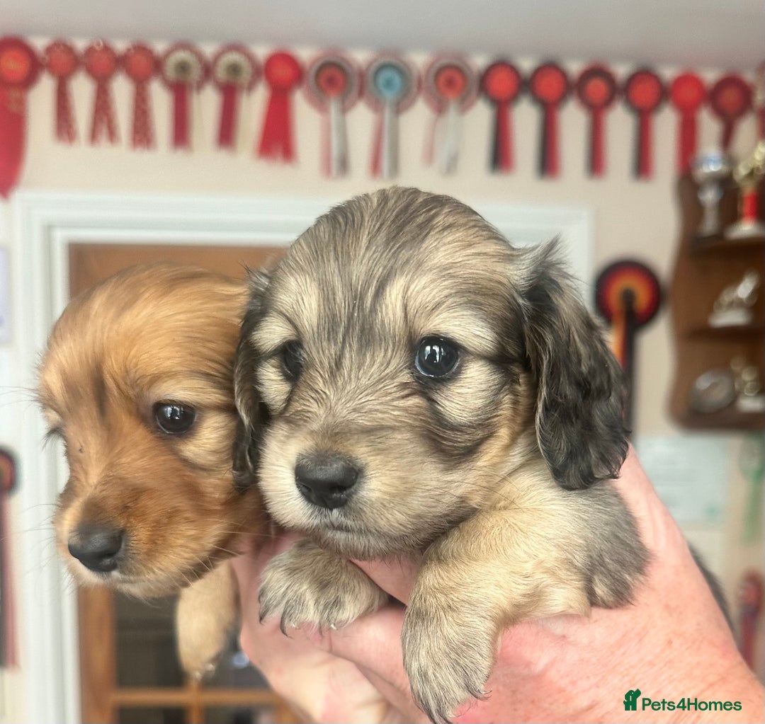 Puppies For Sale Long Haired Weenie Dog Puppy Long Haired