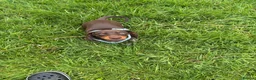 Miniature Dachshund dogs for sale: Beautiful Miniature Dachshund male - Advert 3