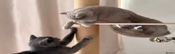 British Shorthair cats for sale: 🩵 BSH Blue Kittens 🩵 Ready Now 🩵 - Advert 8