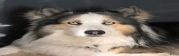 Siberian Husky dogs for sale: Yakutian Laika puppies  - Advert 11