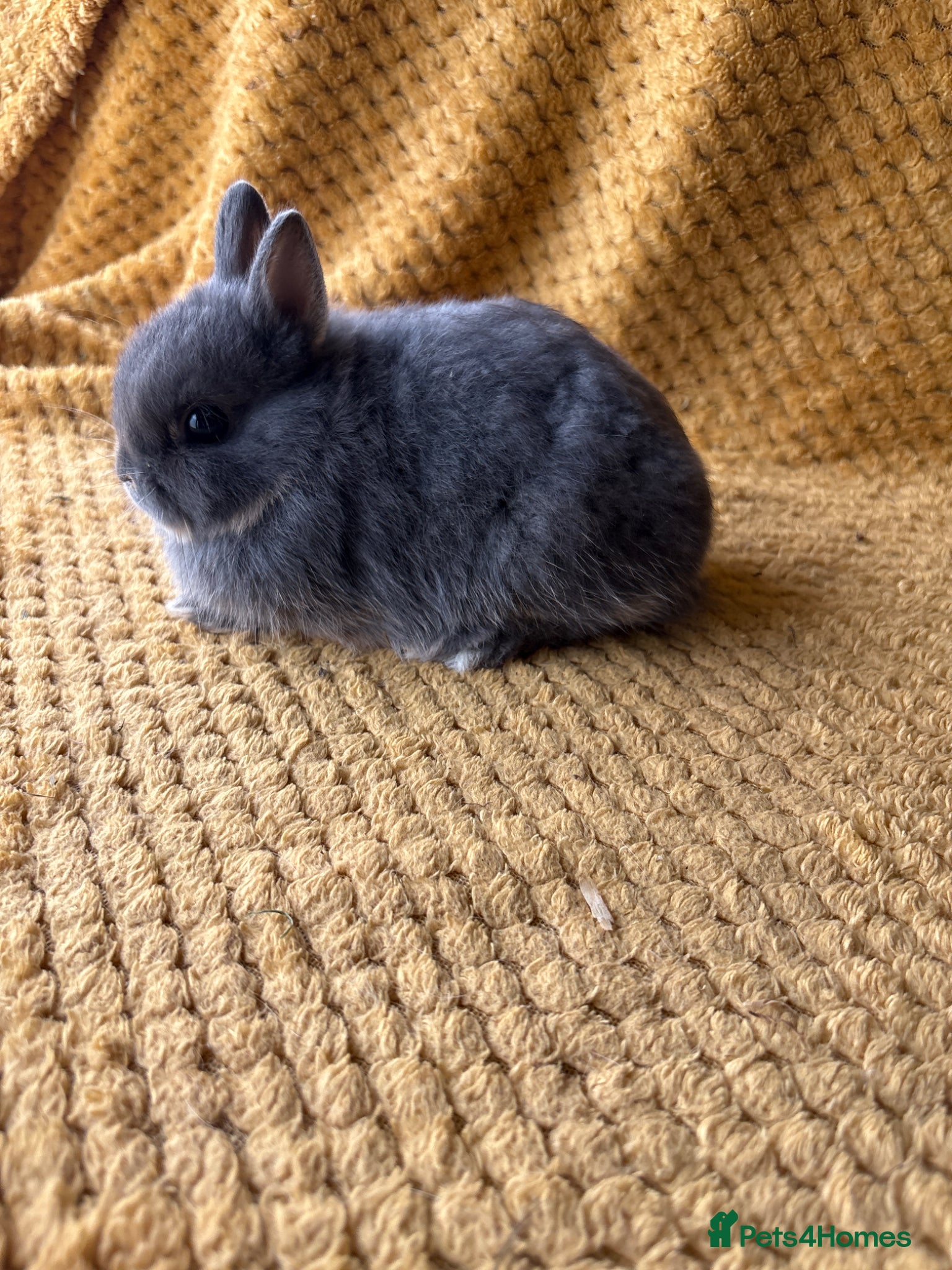 Netherland Dwarf rabbits Gorgeous Netherland dwarves  - Advert 1