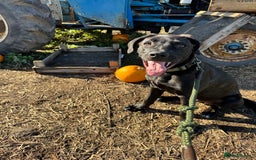 Mixed Breed dogs for sale: Our lovely boy  - Advert 4