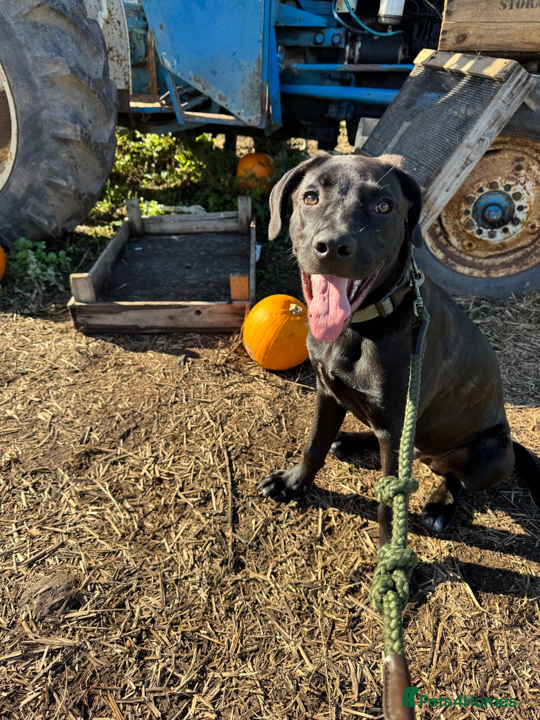 Mixed Breed dogs for sale: Our lovely boy  - Advert 4