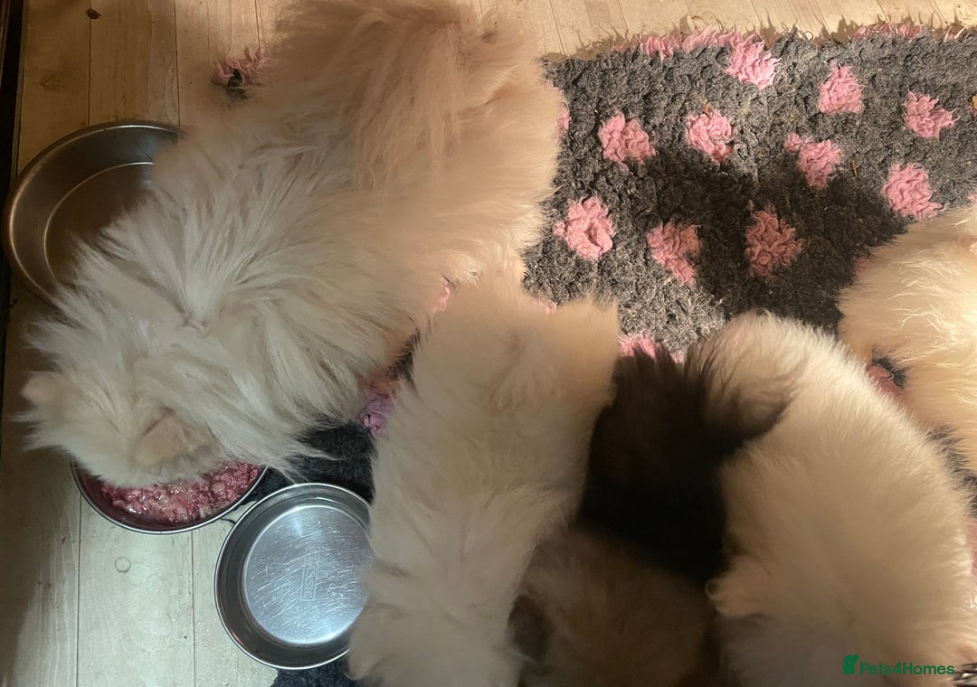 Pomeranian dogs for sale: Absolutely stunning true to type mini Pomeranian  - Advert 14