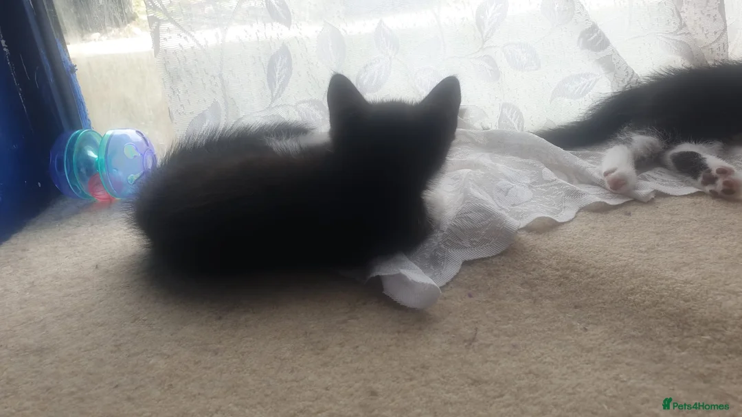 Mixed Breed cats for sale: Kittens! in Eastbourne - Advert 2