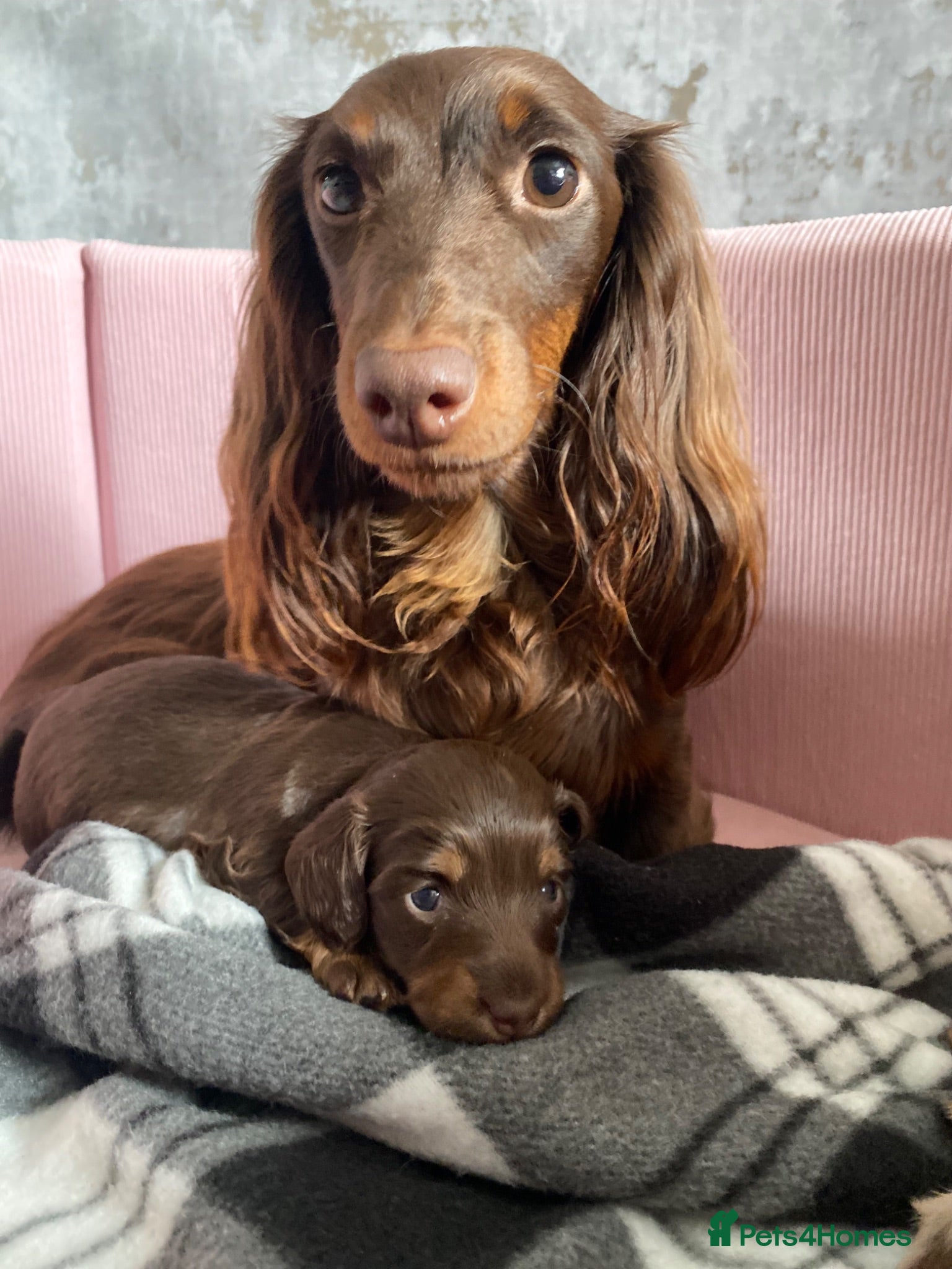 Miniature Dachshund dogs Miniature long haired dachund - Advert 1