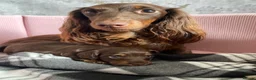 Miniature Dachshund dogs for sale: Miniature long haired dachund - Advert 3