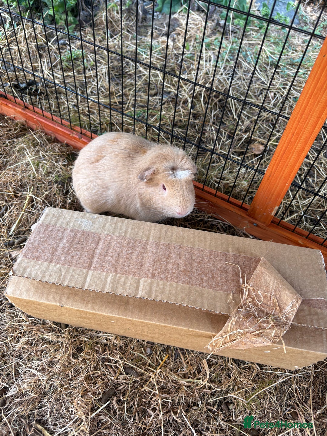Guinea Pig rodents for sale: Sweet guinea pig boys to rehome. - Image 3
