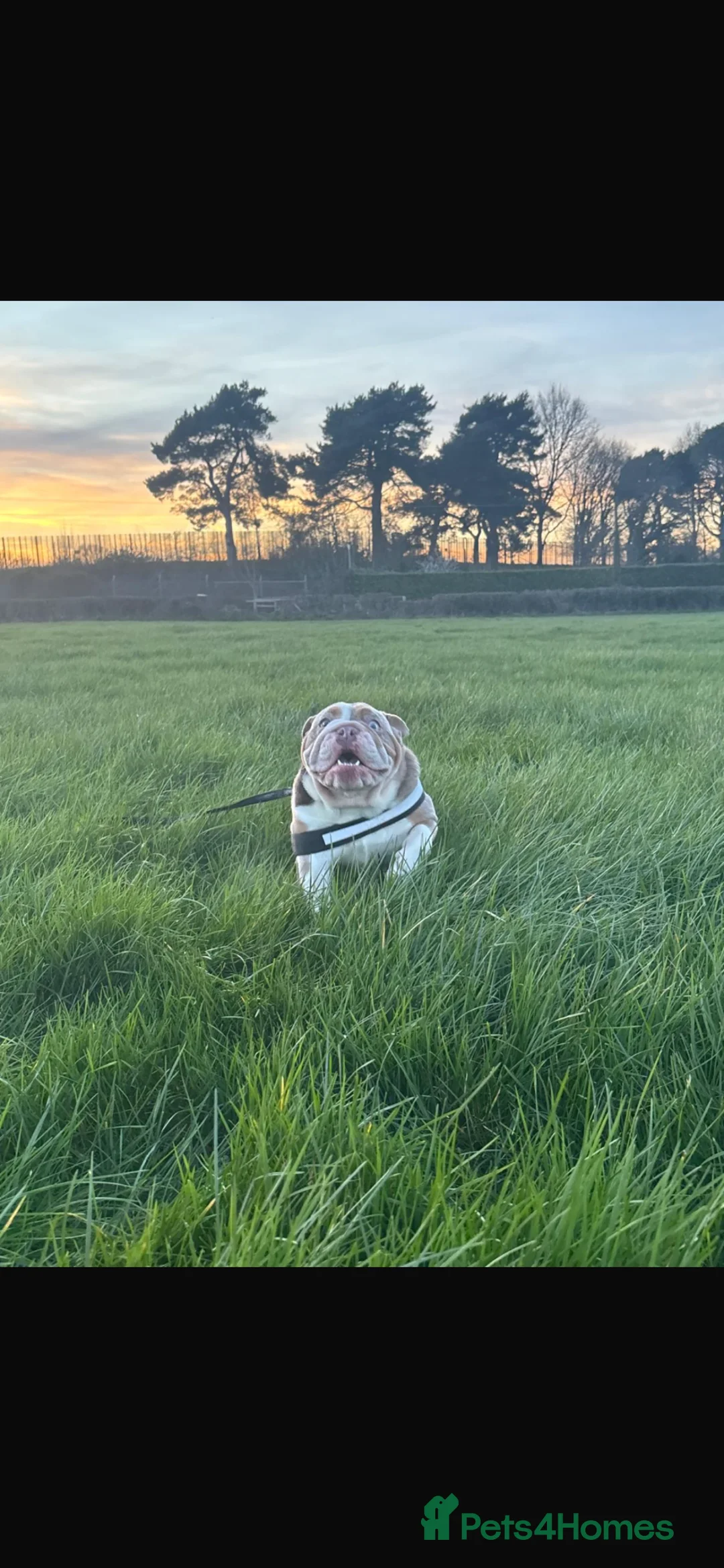 English Bulldog dogs for sale: Merle English bulldog  in Birmingham - Advert 2