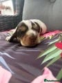 Cocker Spaniel dogs Show cocker spaniel pups - Advert 1