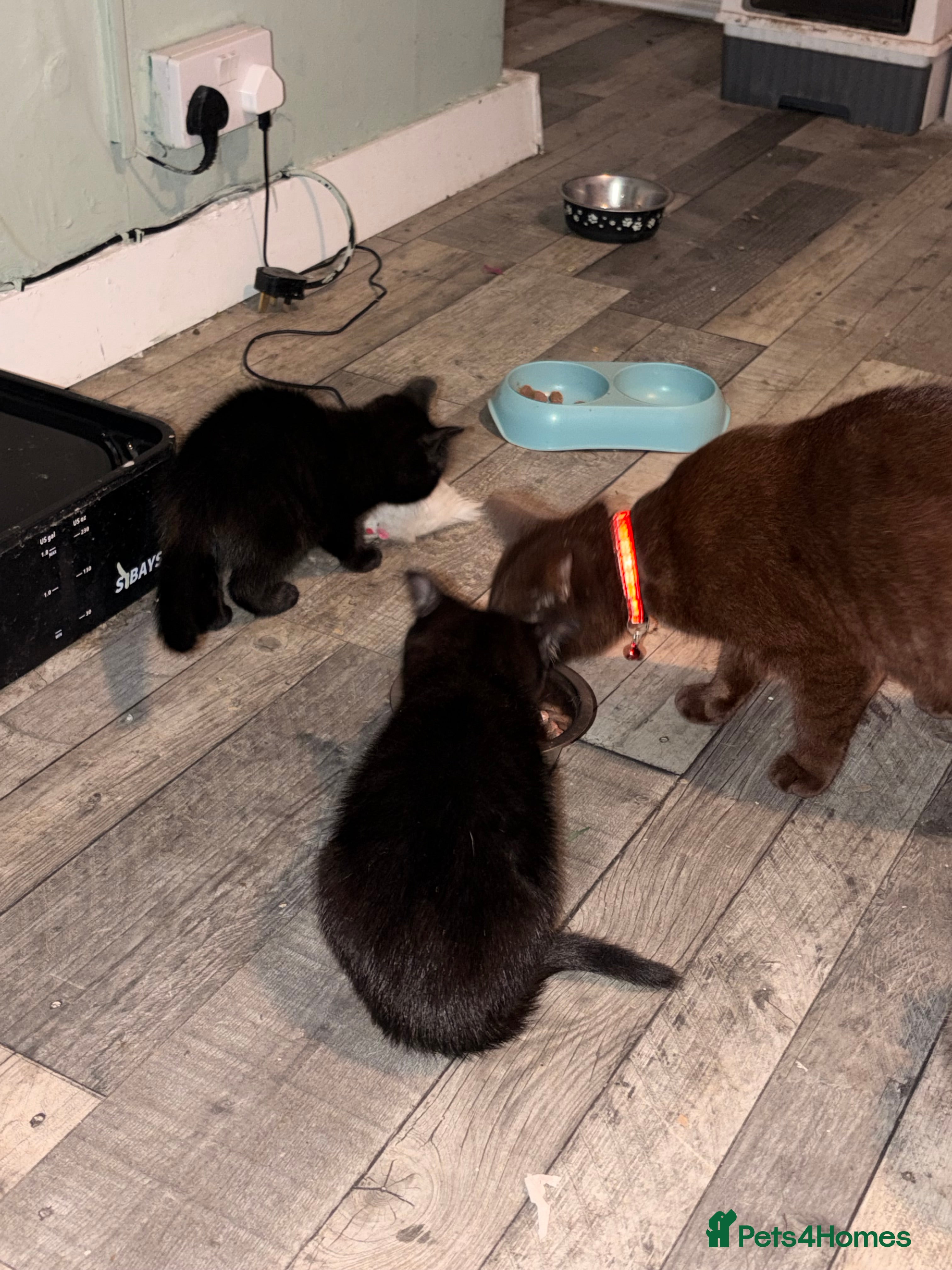 Mixed Breed cats 2 beautiful dark brown kittens - Advert 1