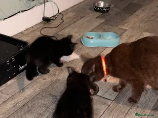 Mixed Breed cats 2 beautiful dark brown kittens - Advert 1