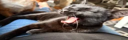 Domestic Shorthair cats for sale: Loving cat for rehome in Ashton-under-Lyne - Advert 4