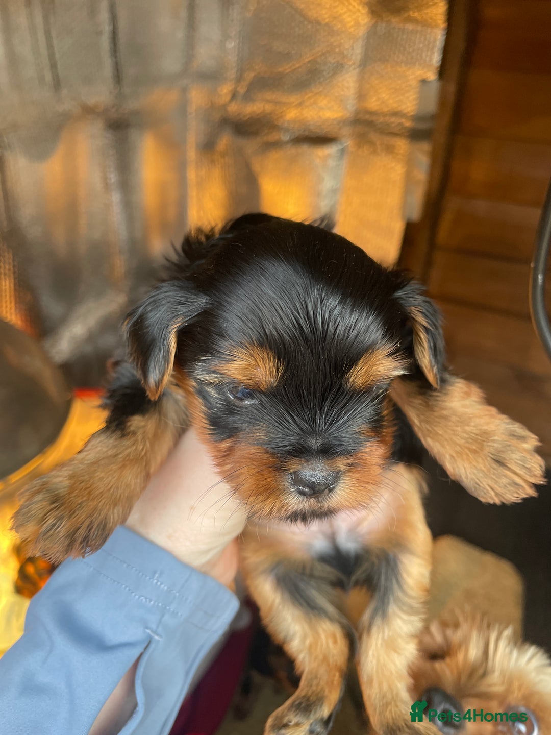 Yorkshire Terrier dogs for sale: Black and tan Yorkshire terrier puppies - Advert 13