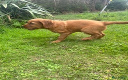Mixed Breed dogs for sale: Rare Litter of Golden Irish puppies available  - Image 9