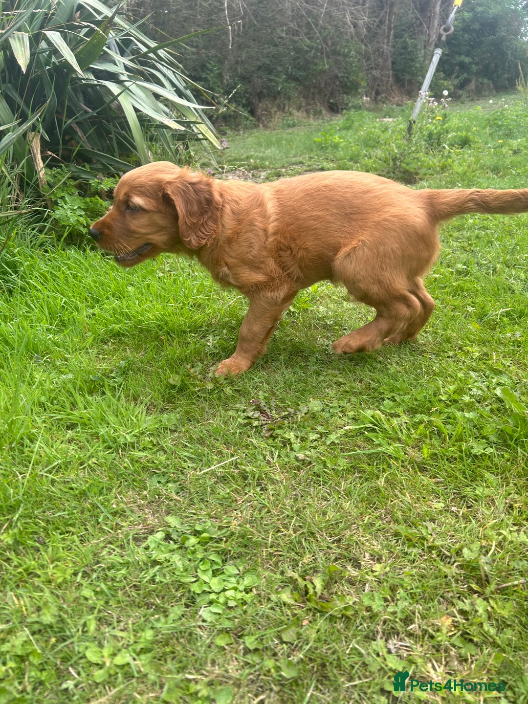 Mixed Breed dogs for sale: Rare Litter of Golden Irish puppies available  - Image 9