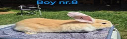 Continental Giant rabbits for sale: Pure Continental Giant Vaccinated  - Advert 18