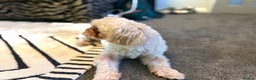 Shih Tzu dogs for stud: KC Reg Lavender Shih Tzu, Young Stud, FullPedigree - Advert 2