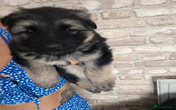 German Shepherd dogs for sale: Stunning chunky long haired German Shepherd puppy - Image 4