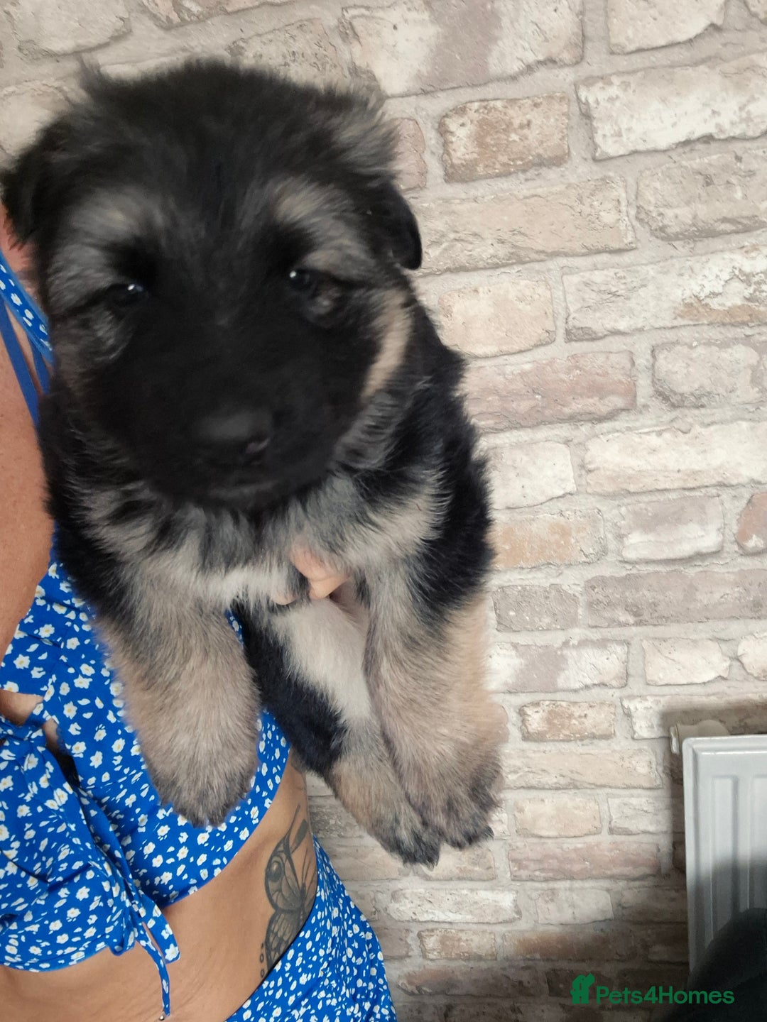 German Shepherd dogs for sale: Stunning chunky long haired German Shepherd puppy - Image 4