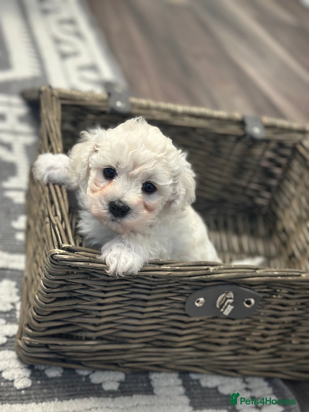 Bichon Frise dogs for sale: ✨ Bichon Frisé Puppies from Champion Bloodlines ✨ - Advert 4