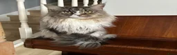 Maine Coon cats for sale: Only 1 boy left - Advert 2