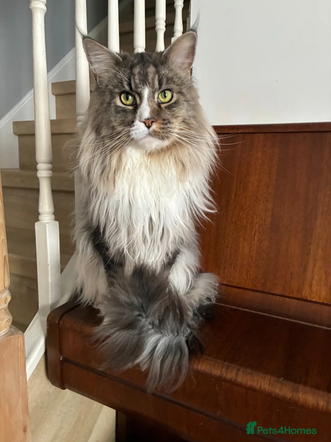 Maine Coon cats for sale: Only 1 boy left - Advert 2