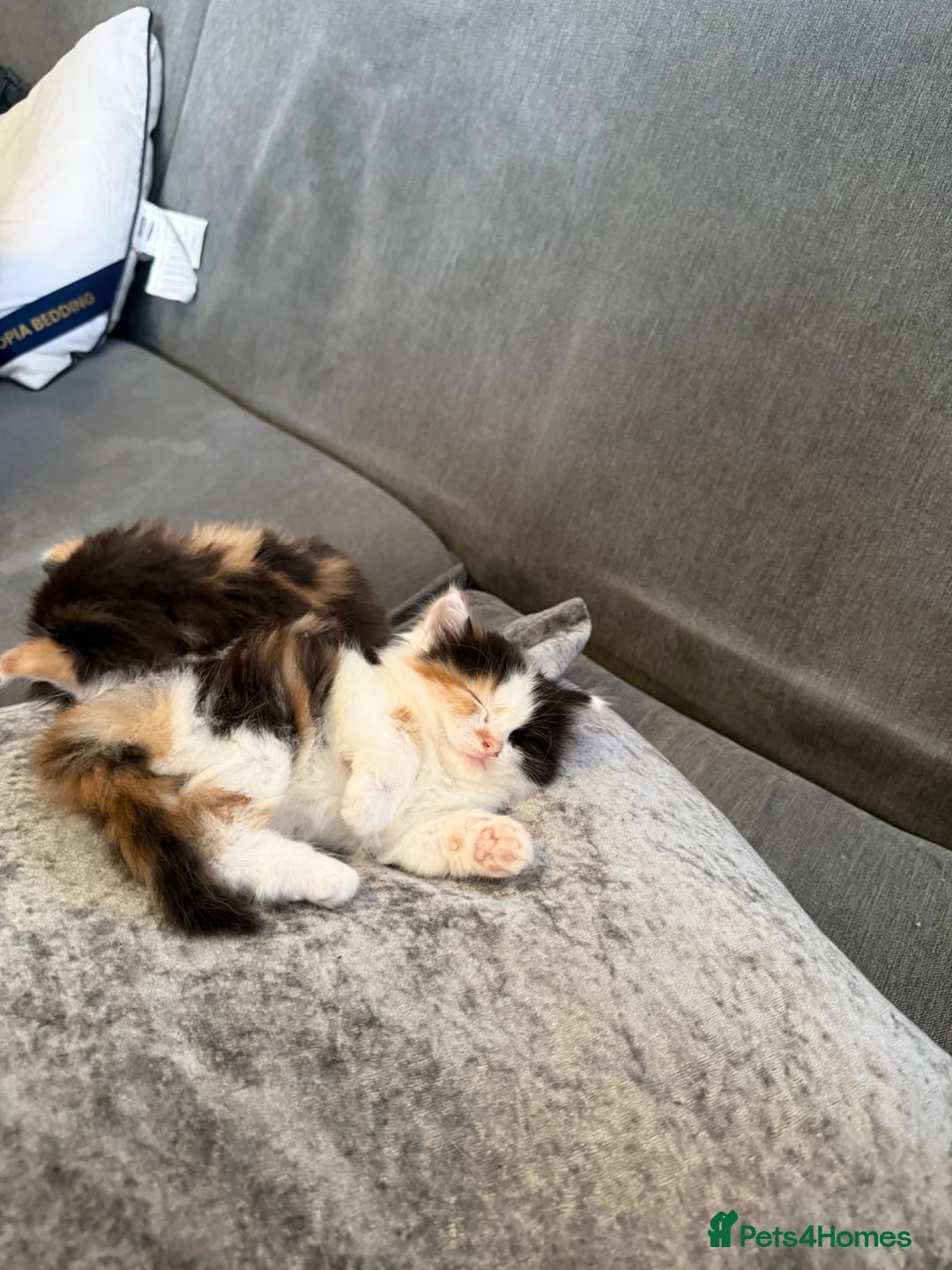 Mixed Breed cats for sale: Adorable Mixed Breed Fluffy Kittens - Advert 2
