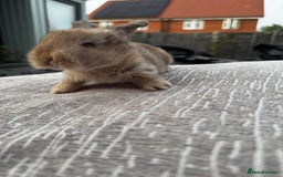 Mini Lop rabbits for sale: Mini Lop Babies ready to reserve - Image 2